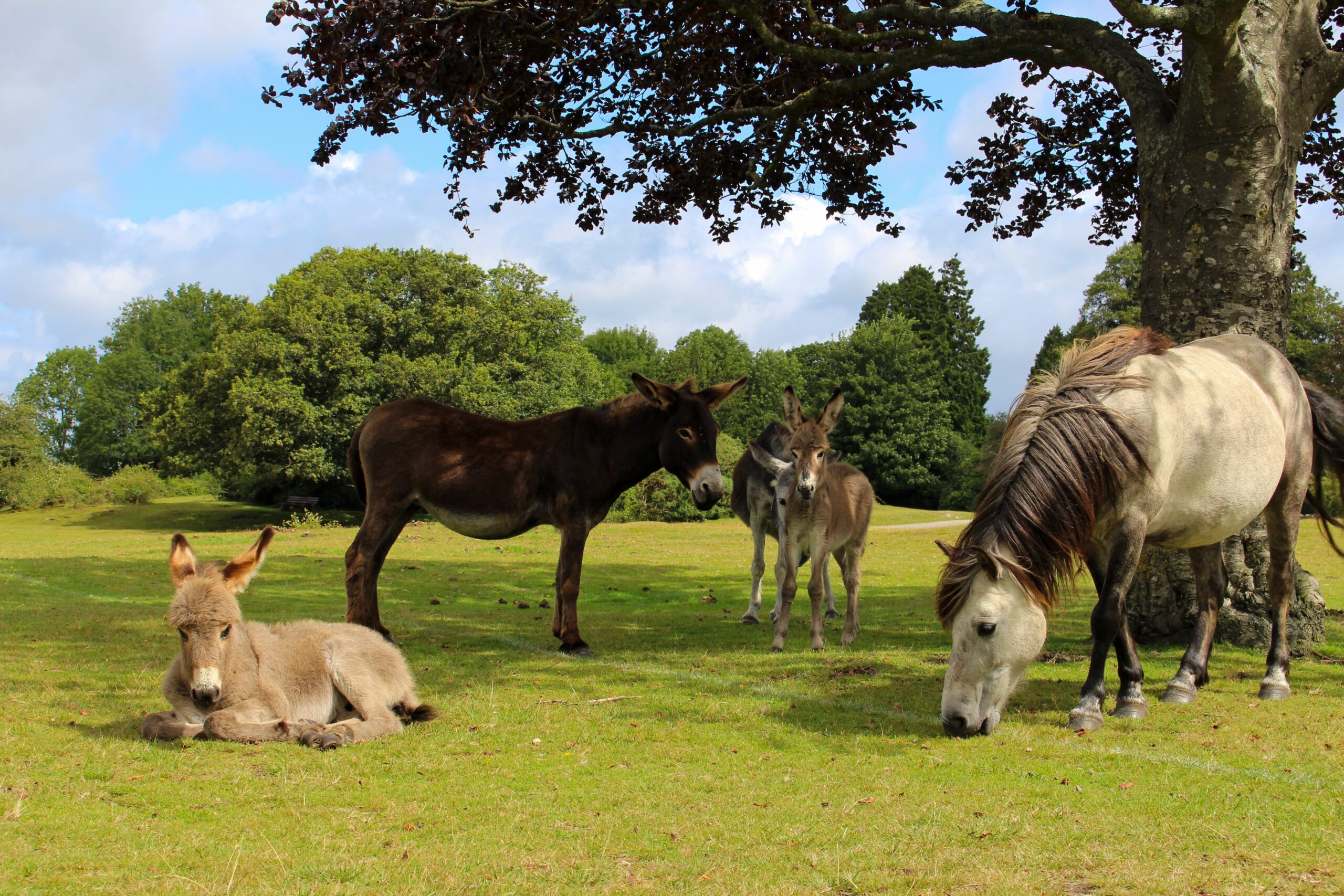 The Hidden Cost of Litter: How It’s Harming New Forest Wildlife and Local Business
