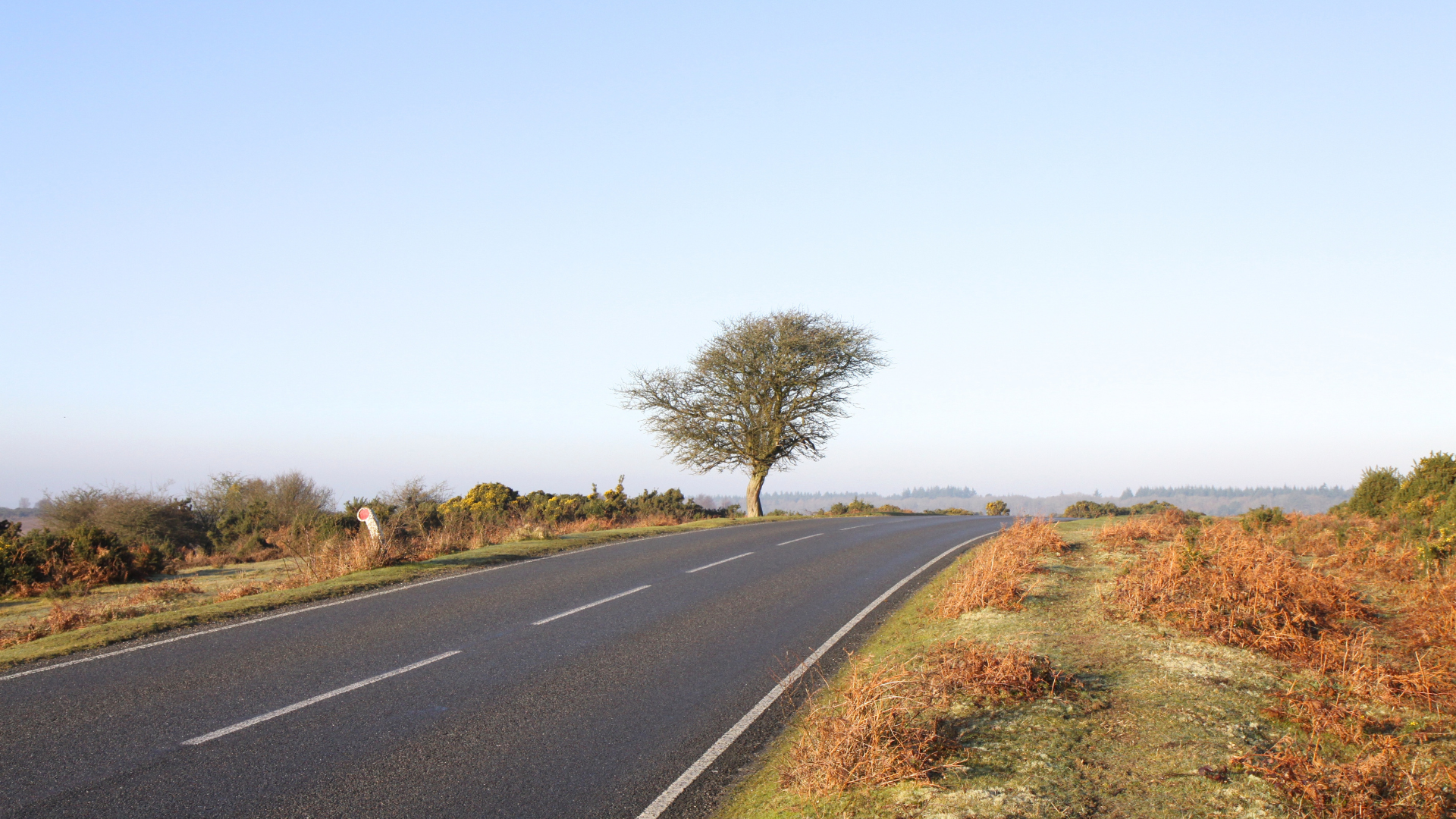 What It Really Takes to Keep the New Forest Clean